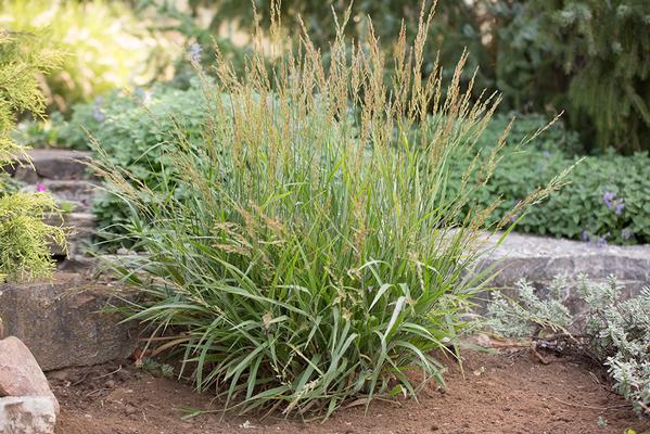 Calamagrostis