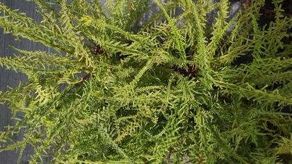 Athyrium f. femina