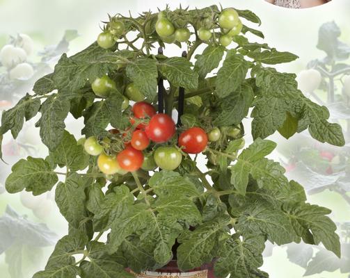 Tomato