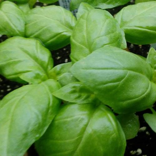 Basil