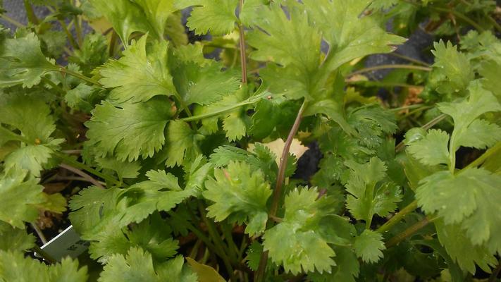 Cilantro