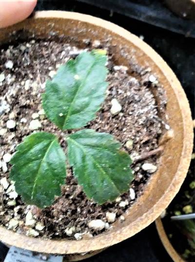 Ginseng