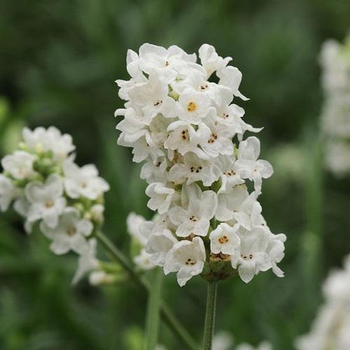 Lavender angustifolia
