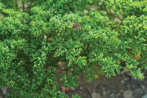 Parsley