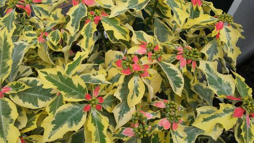 Euphorbia