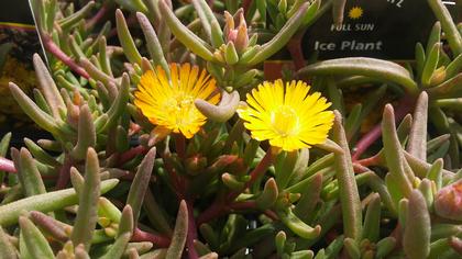 Delosperma congesta