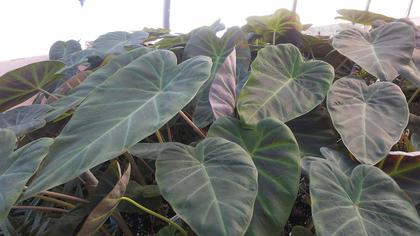 Colocasia