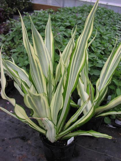 Furcraea foetida