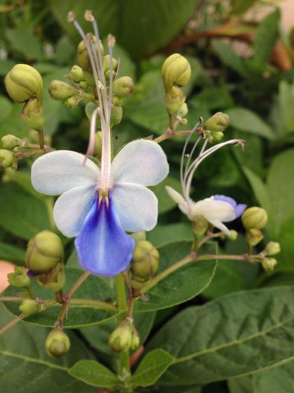 Rotheca myricoides