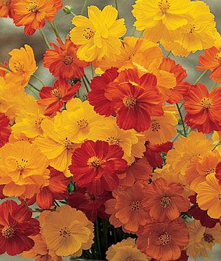 Cosmos sulpheureus