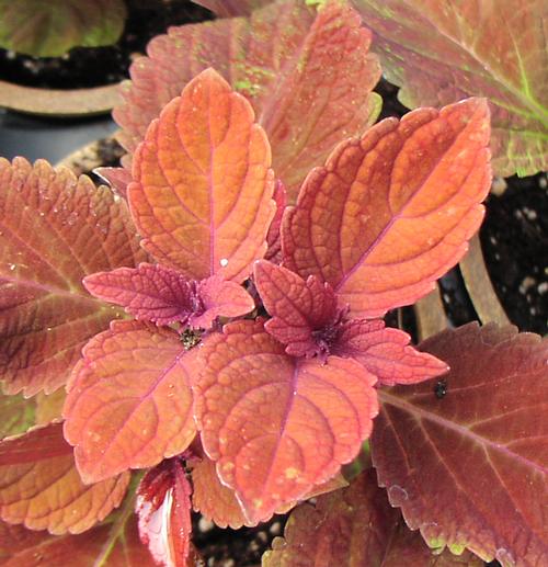 Coleus