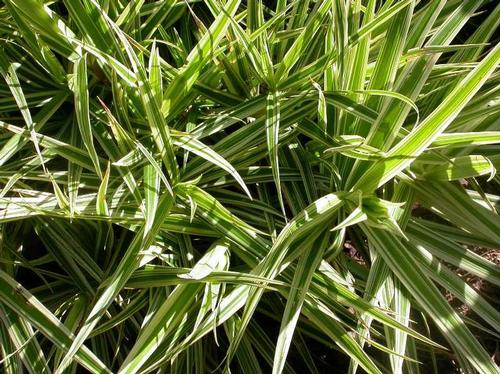 Carex phyllocephala