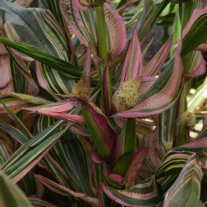 Zea mays