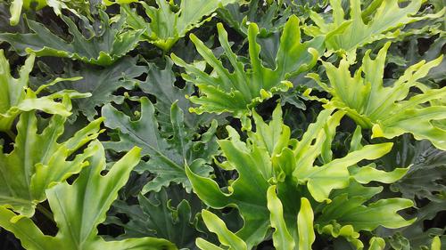 Philodendron