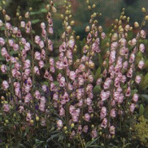 Aconitum carmichaelli