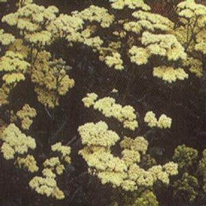 Achillea  'Anthea'