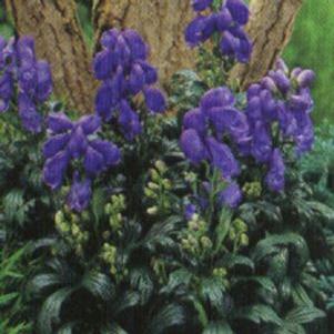 Aconitum fischeri