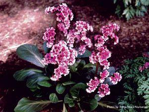 Bergenia  'Pink Dragonfly'