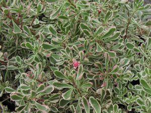 Sedum spurium 'Tricolor'