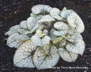 Brunnera macrophylla 'Jack Frost'
