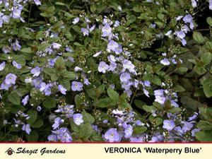 Veronica repens 'Waterperry Blue'