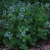 Brunnera macrophylla