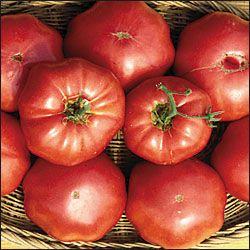 Tomato  'Brandywine'