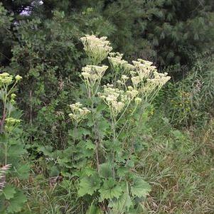 Cacalia muhlenbergii