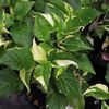Alternanthera  'Creme de Menthe'