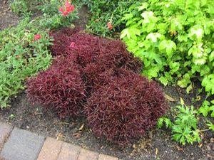 Alternanthera  'Purple Threadleaf'