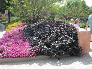 Alternanthera  'Gail's Choice'