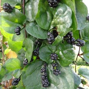 Basella alba rubra 'Malibar Spinach' Basella alba rubra 'Malibar Spinach'