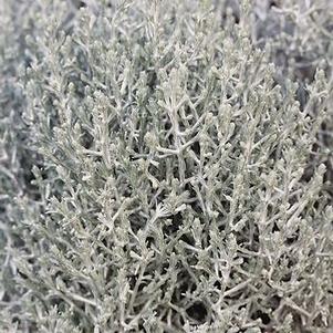 Calocephalus brownii 'Silver Bush'
