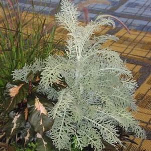 Centaurea gymnocarpa