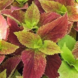 Coleus  'Alabama Sunset'