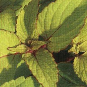 Coleus  'Big Blond'