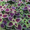Coleus  'Dark Heart'