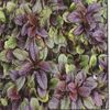 Ajuga  'Caitlin's Giant'