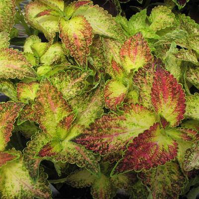 Coleus  'Glennis'