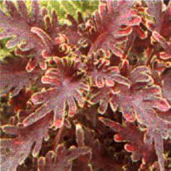 Coleus  'Kiwi Fern'