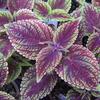 Coleus  'Mr. Wonderful'