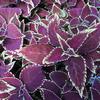 Coleus  'Pat Martin'