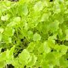 Campanula garganica 'Dickson's Gold'