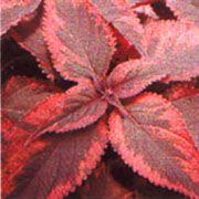 Coleus  'Religious Radish'