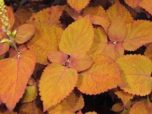 Coleus 'Colorblaze® Sedona Sunset™' Coleus 'Colorblaze® Sedona Sunset™'