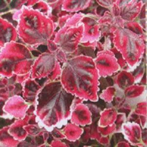 Coleus  'Swinging Linda'