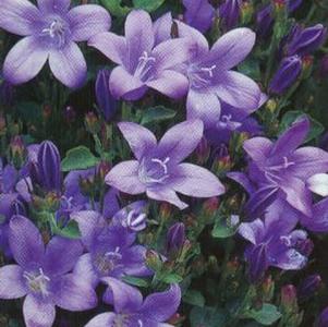 Campanula portenschlagiana 'Birch Hybrid'