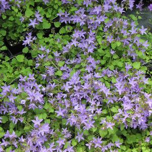 Campanula poscharskyana 'Blue Waterfall'