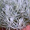 Helichrysum thianschanicum 'Icicles'