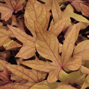 Ipomoea b 'Sweet Caroline Bronze' Ipomoea b 'Sweet Caroline Bronze'
